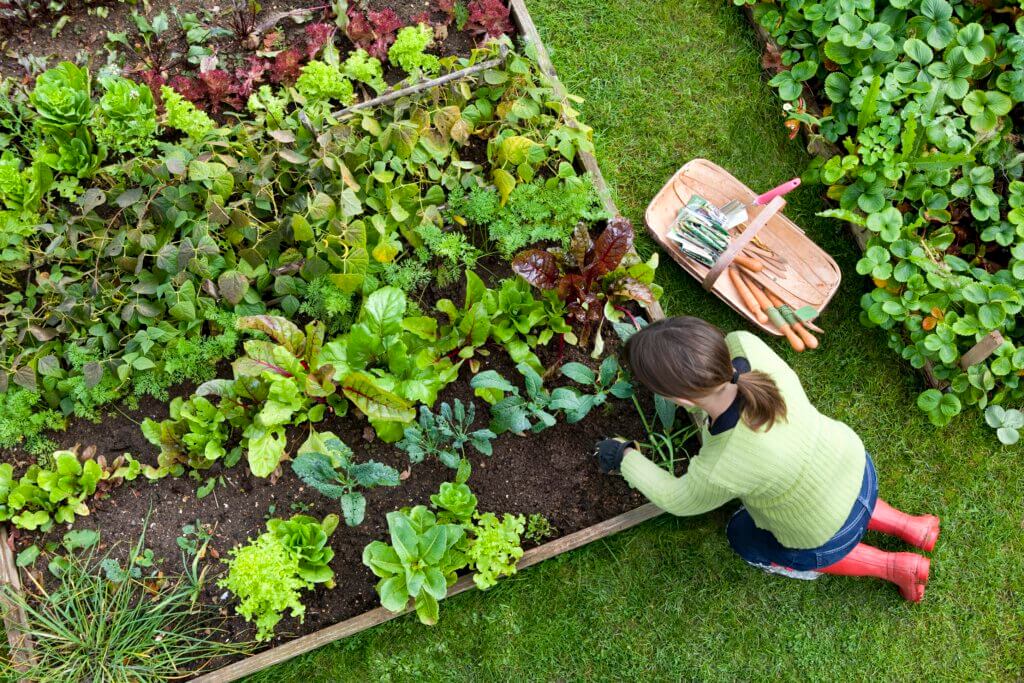 raised bed
