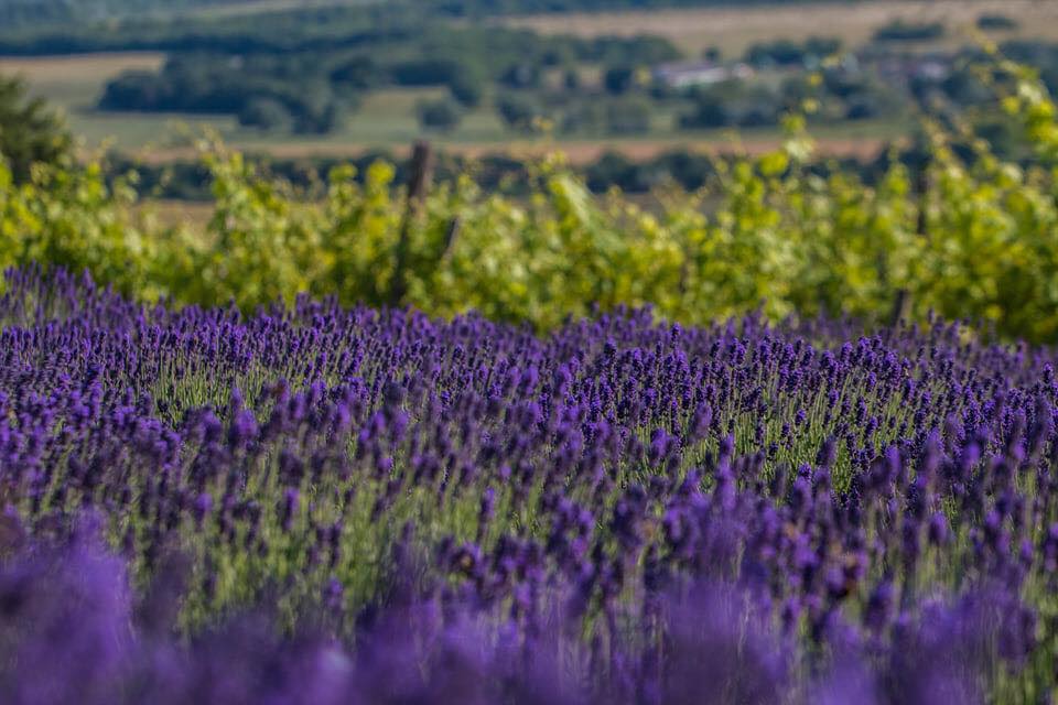 Szent Balázs-hegyi Levendulás