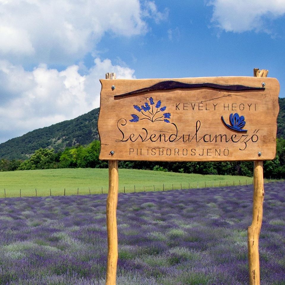 kevélyhegyi levendulás