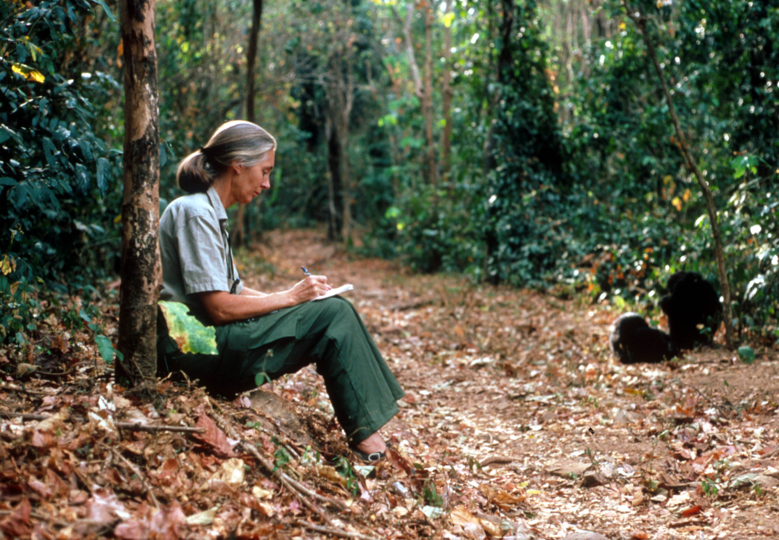 Jane Goodall