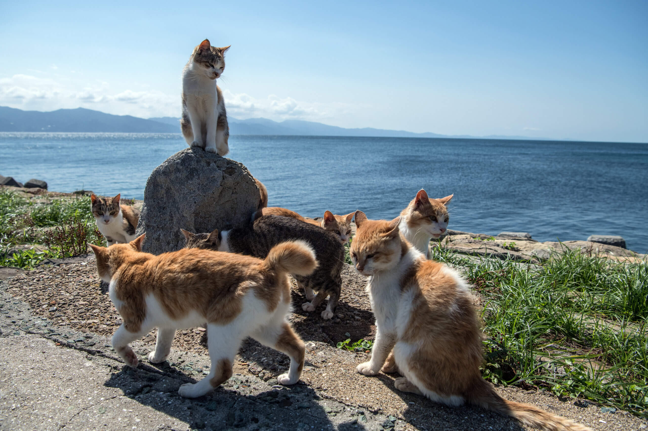 Cats island. Остров Фраджост кошачий остров. Тасиро остров кошек в Японии. Аошима остров кошек. Остров Тасиро остров кошек.