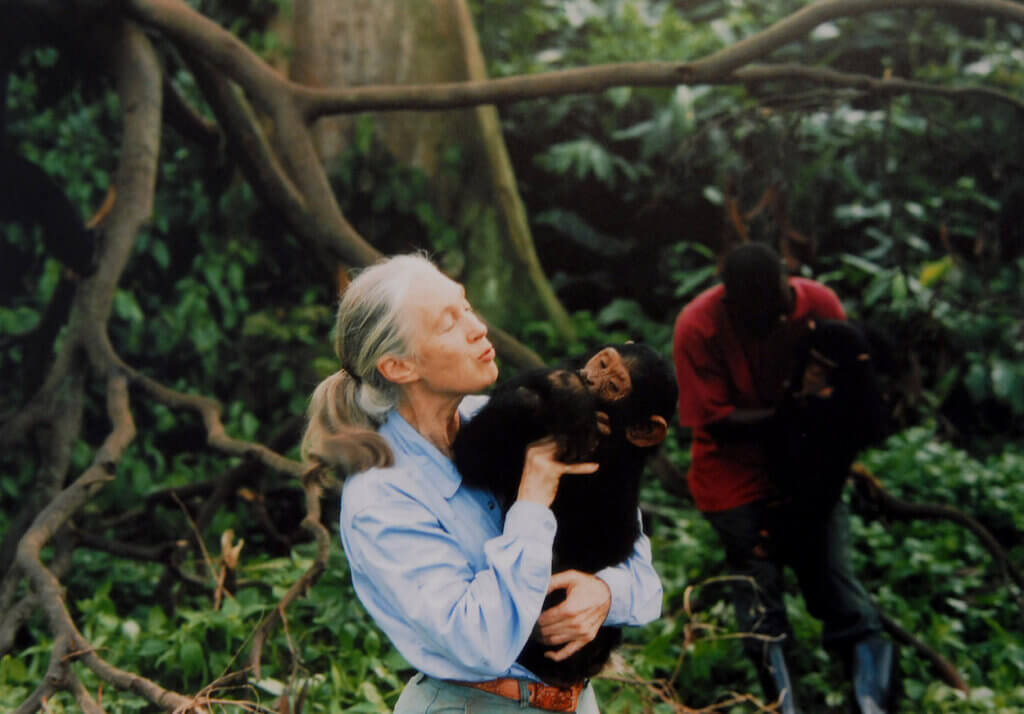 jane goodall csimpánzzal