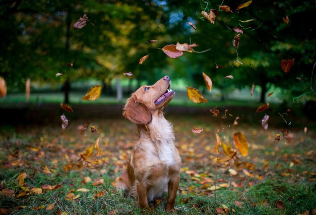 kutya ősz veszélyek