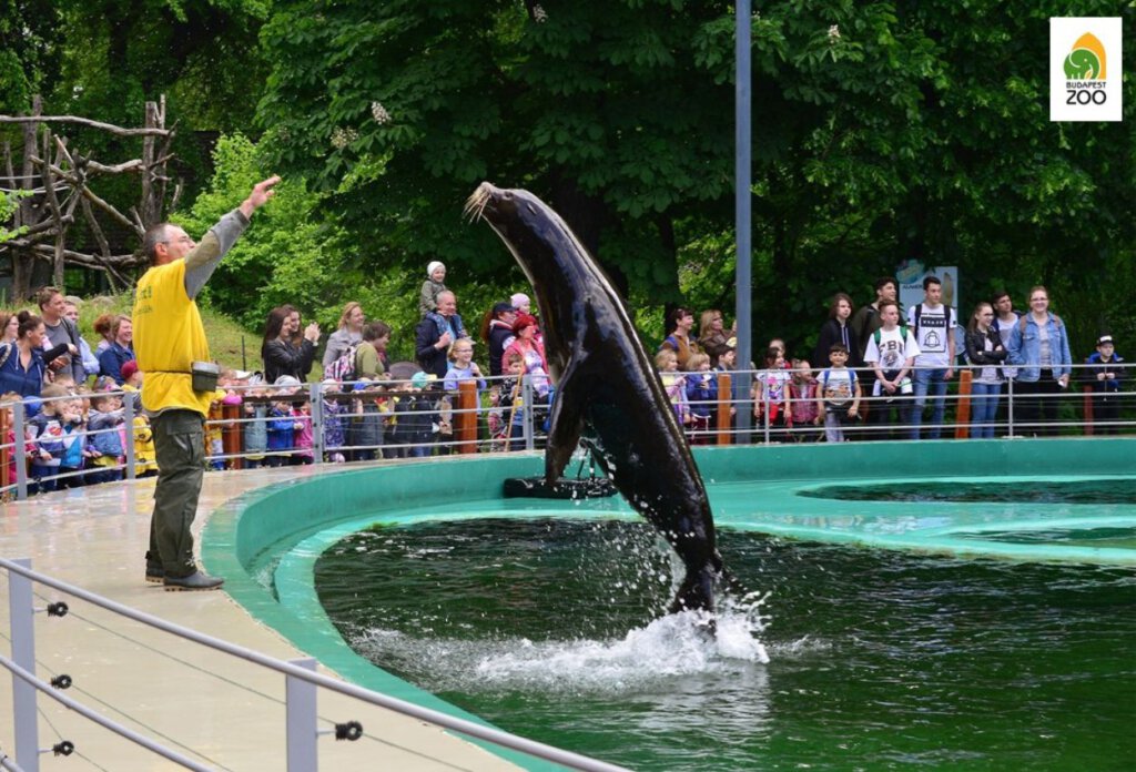 Fóka Show az Állatkertben